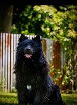 Les Eurasier de l'affixe Du Domaine De Grande Esperance