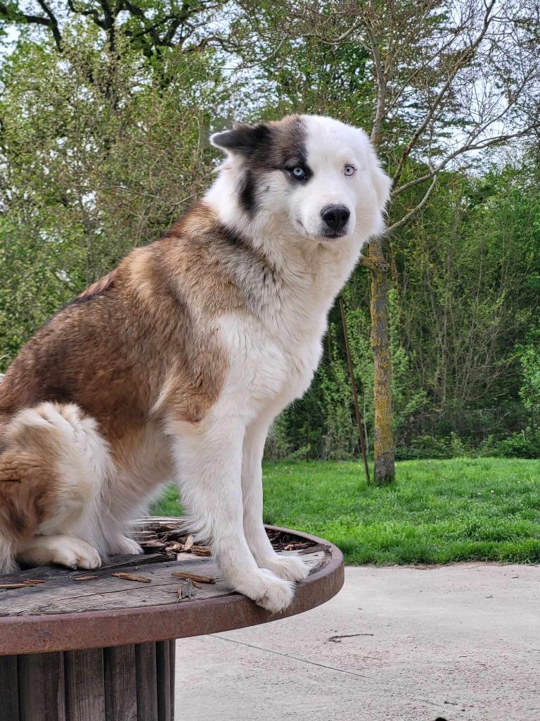 Les Laika de iakoutie de l'affixe Du Domaine De Grande Esperance