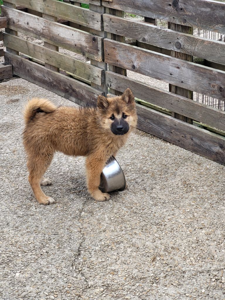 Du Domaine De Grande Esperance - Chiot disponible  - Eurasier