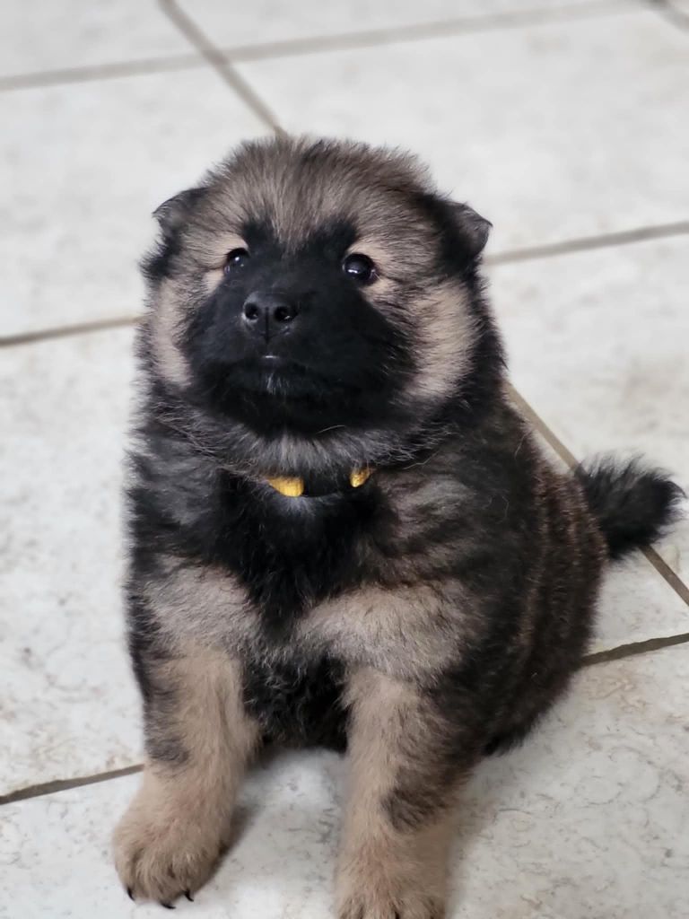 Du Domaine De Grande Esperance - Chiot disponible  - Eurasier