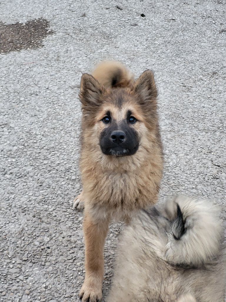 Du Domaine De Grande Esperance - Chiot disponible  - Eurasier