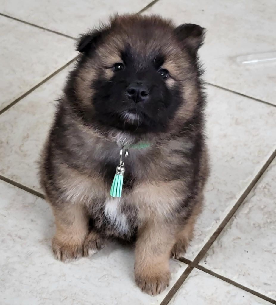 Du Domaine De Grande Esperance - Chiot disponible  - Eurasier