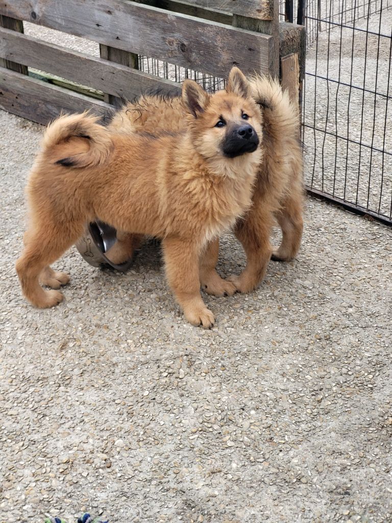 Du Domaine De Grande Esperance - Chiot disponible  - Eurasier