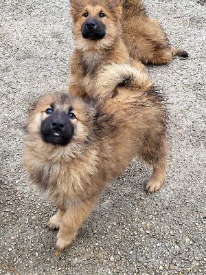 Du Domaine De Grande Esperance - Eurasier - Portée née le 05/07/2024