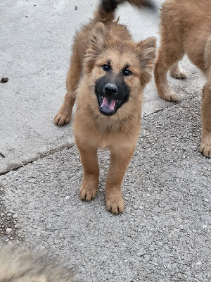 Du Domaine De Grande Esperance - Eurasier - Portée née le 02/07/2024