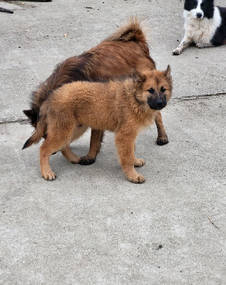 Du Domaine De Grande Esperance - Eurasier - Portée née le 02/07/2024