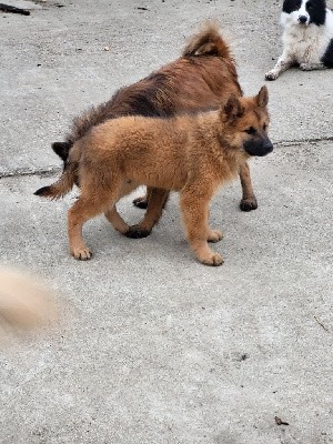 CHIOT 2 bleu foncé 