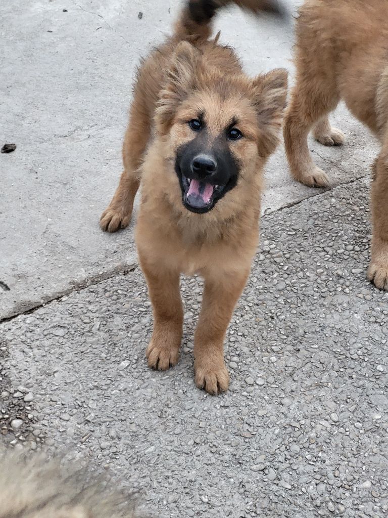 Du Domaine De Grande Esperance - Chiot disponible  - Eurasier