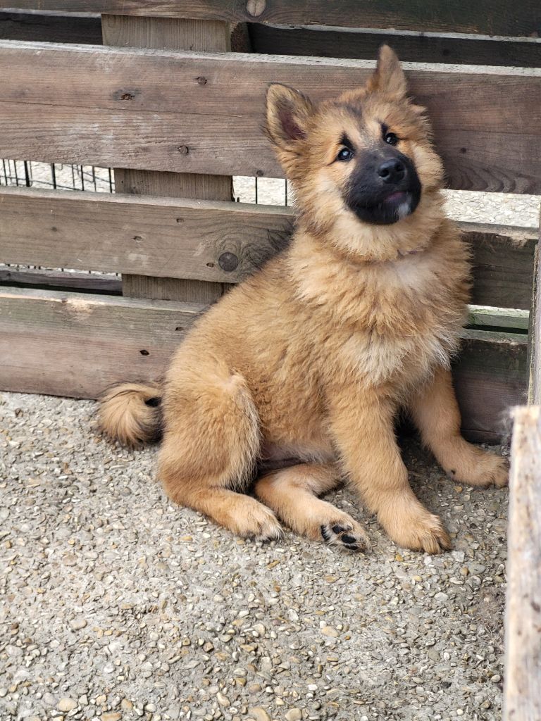 Du Domaine De Grande Esperance - Chiot disponible  - Eurasier