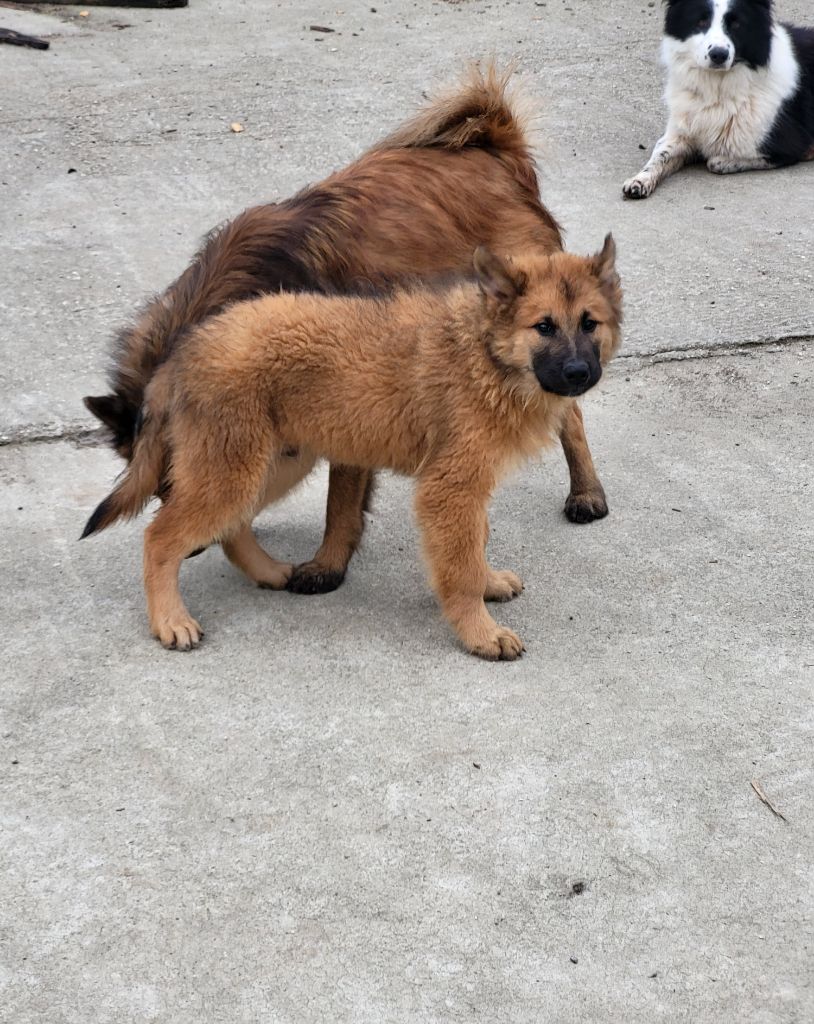 CHIOT 2 bleu foncé 