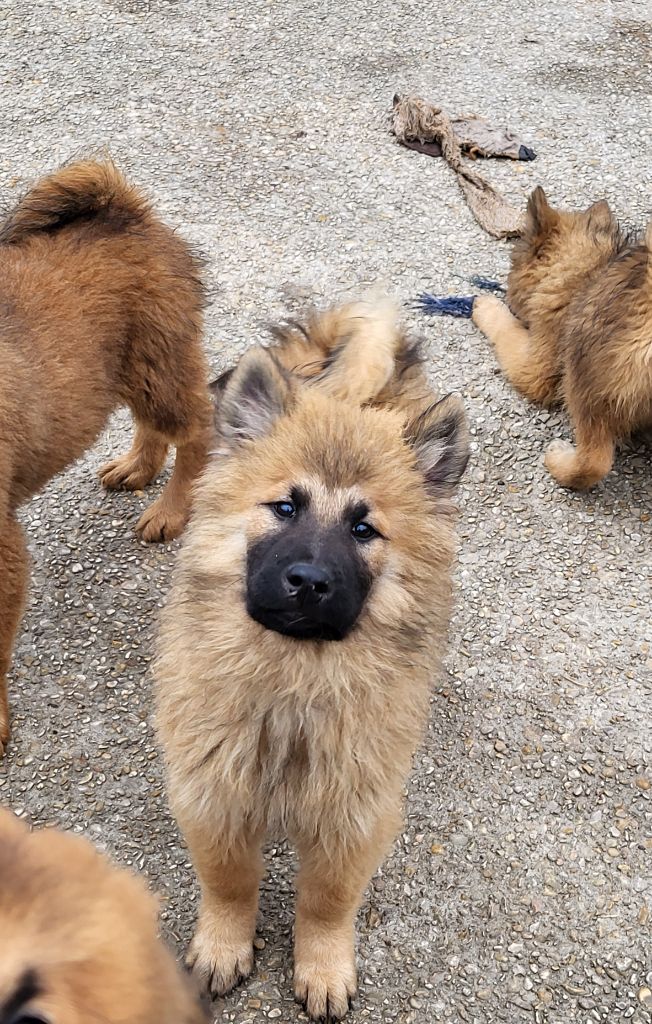 Du Domaine De Grande Esperance - Chiot disponible  - Eurasier