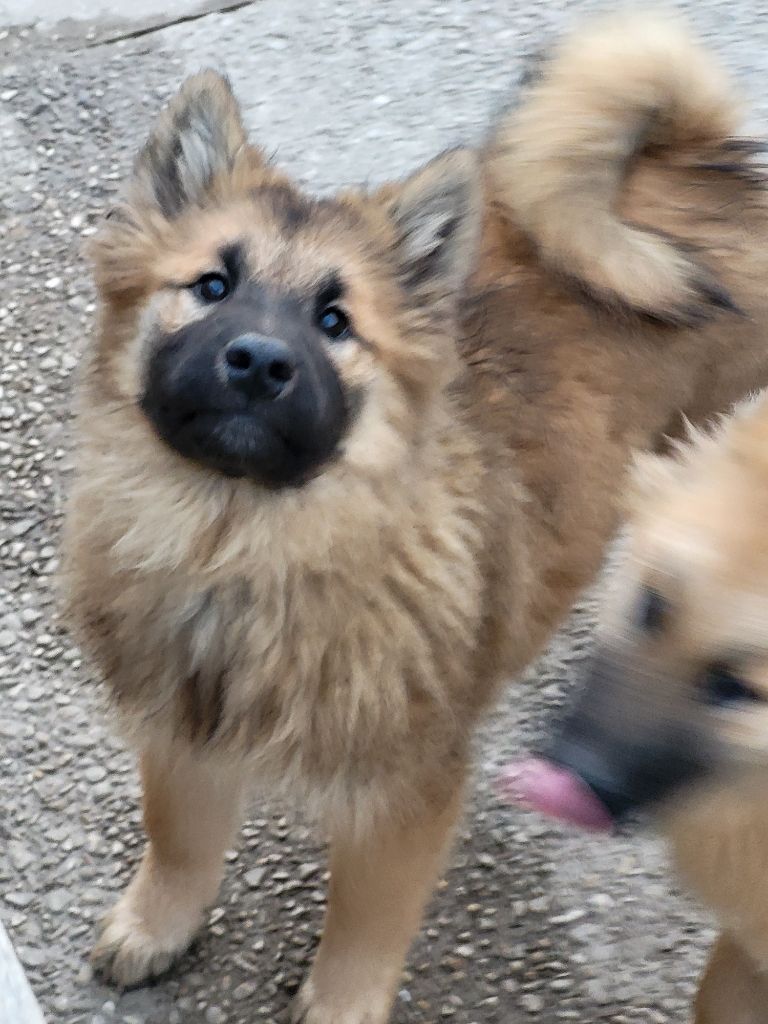 Du Domaine De Grande Esperance - Chiot disponible  - Eurasier