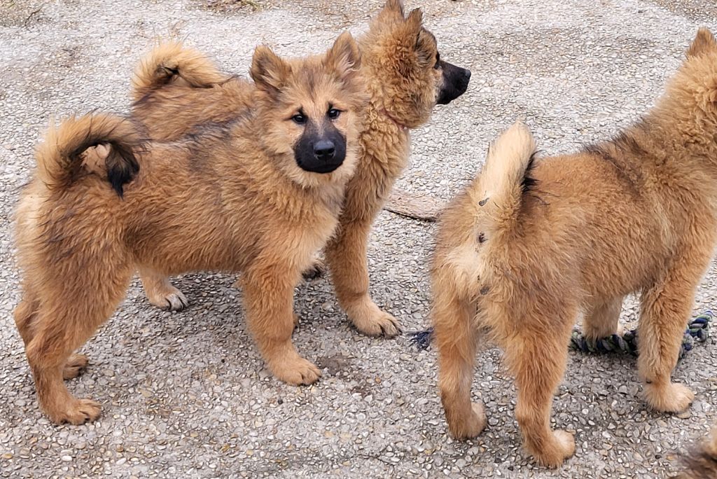 Du Domaine De Grande Esperance - Chiot disponible  - Eurasier