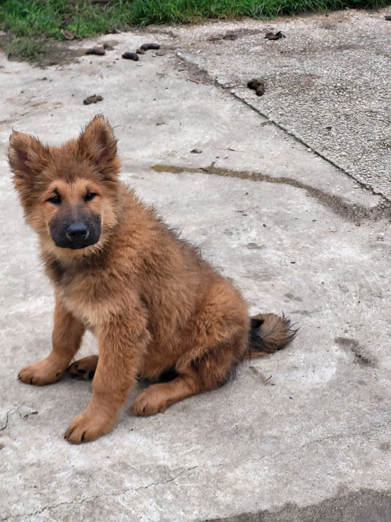 Du Domaine De Grande Esperance - Chiot disponible  - Eurasier