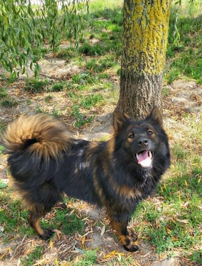 Vadodo des terres sheyenne