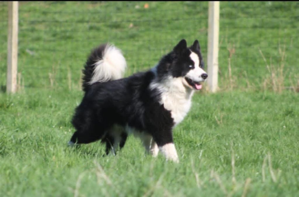 Grande nouvelle : Yakhin a eu 5 chiots