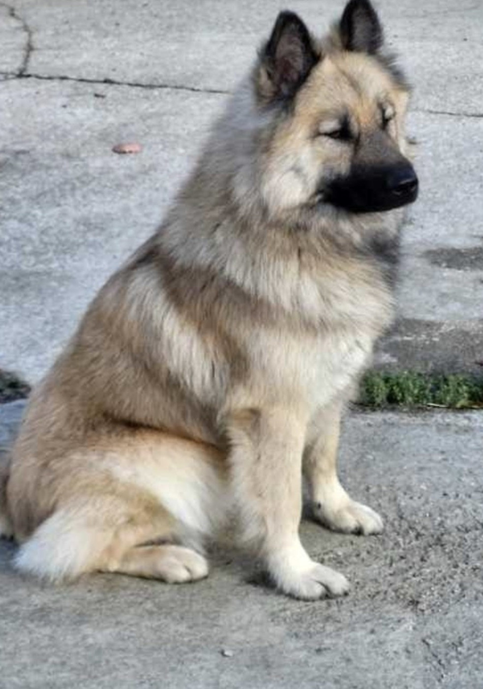 Raybane attend ses bébés pour le week end du 31 janvier 2026