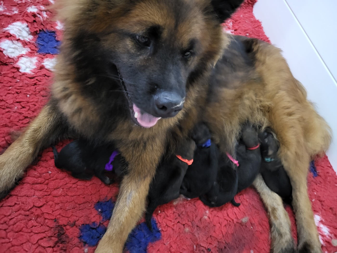 Tempête à eu ses bébés