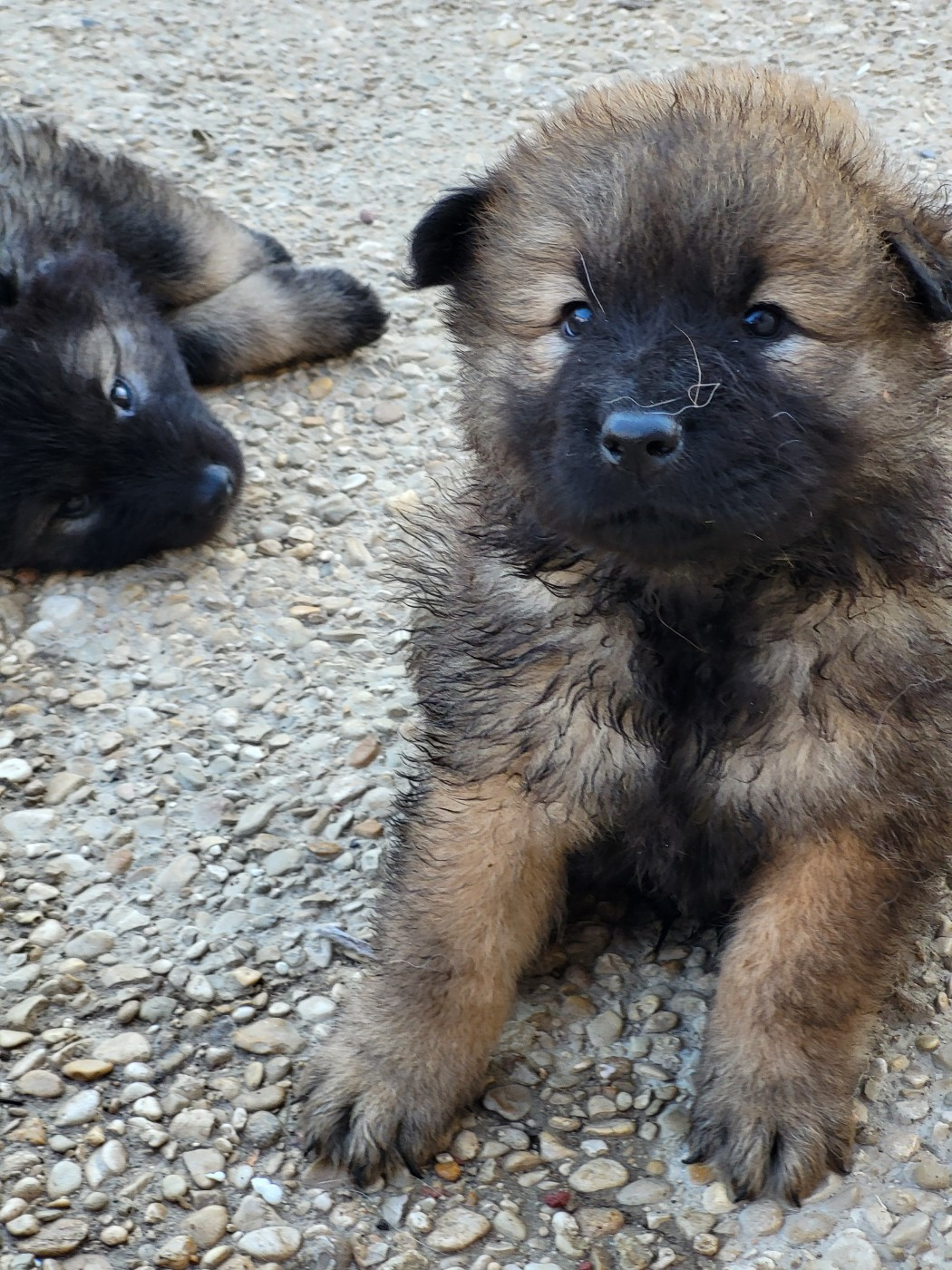 A l'adoption