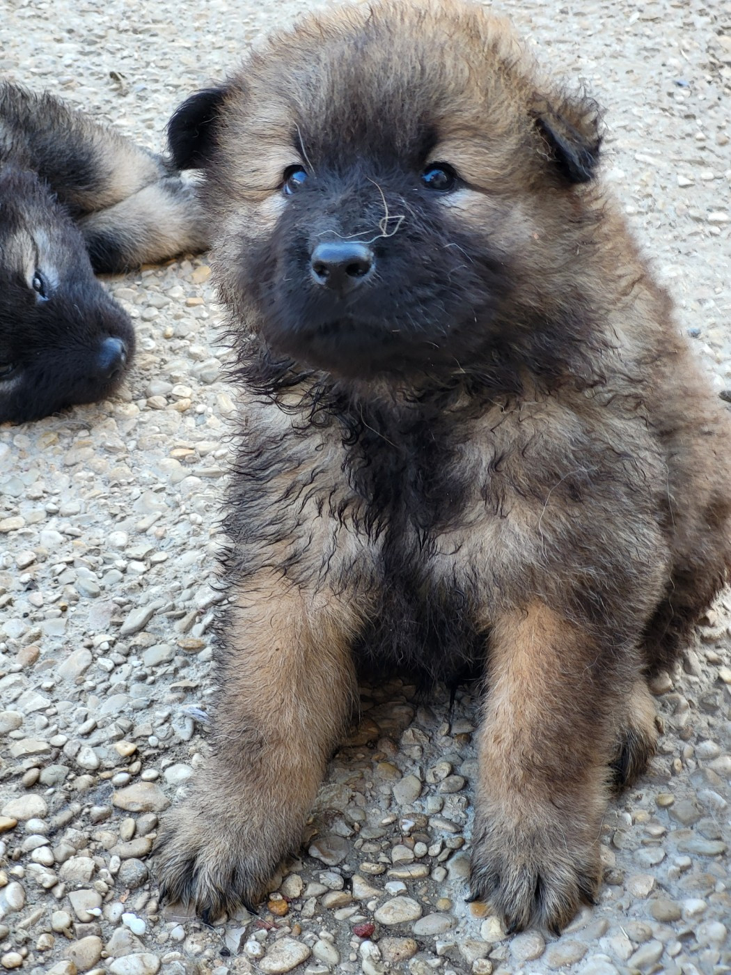 A l'adoption