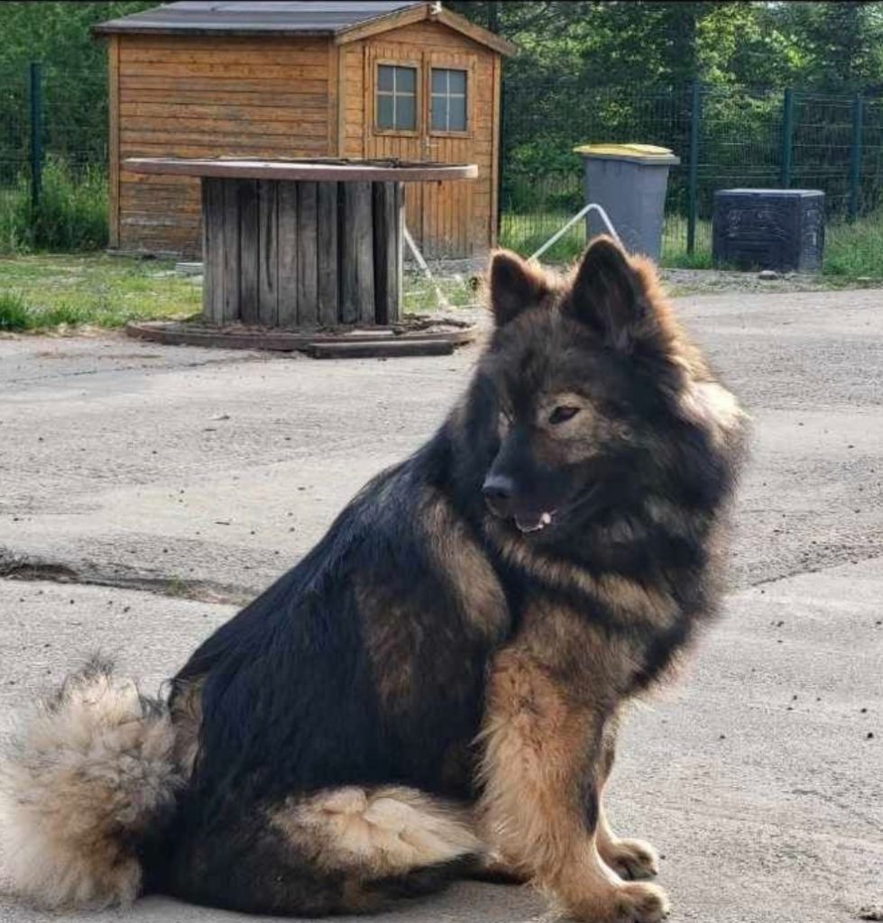 Chiot à réserver 