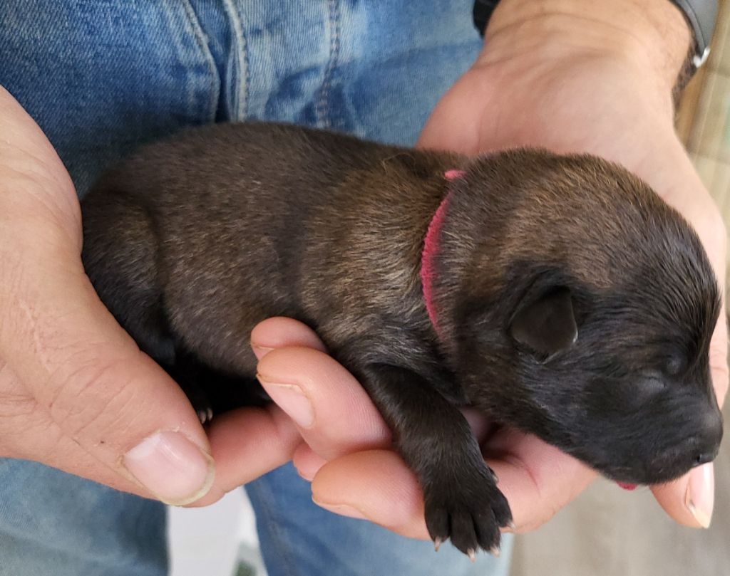 Du Domaine De Grande Esperance - Chiots disponibles - Eurasier