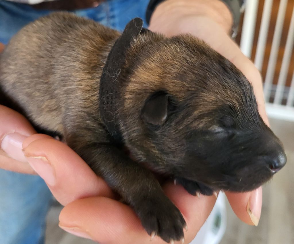 Du Domaine De Grande Esperance - Chiots disponibles - Eurasier
