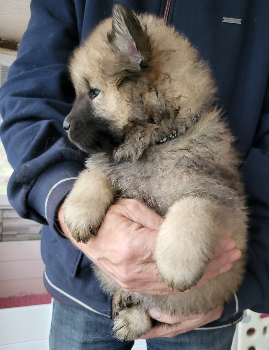 Du Domaine De Grande Esperance - Chiots disponibles - Eurasier