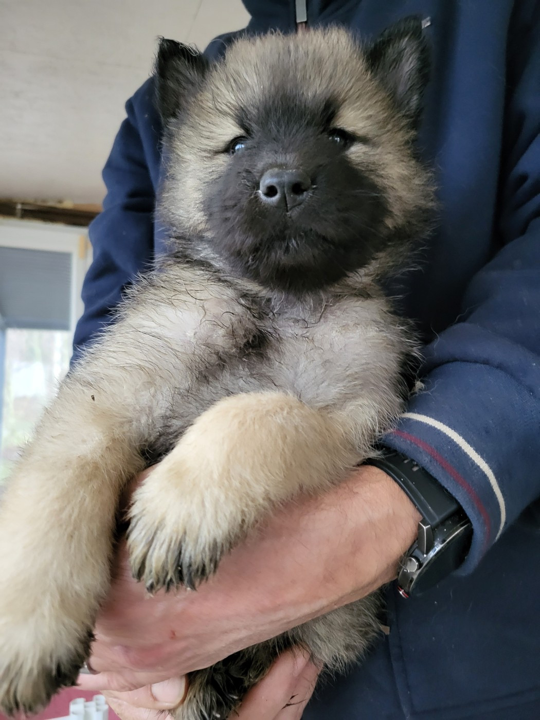 Du Domaine De Grande Esperance - Chiots disponibles - Eurasier