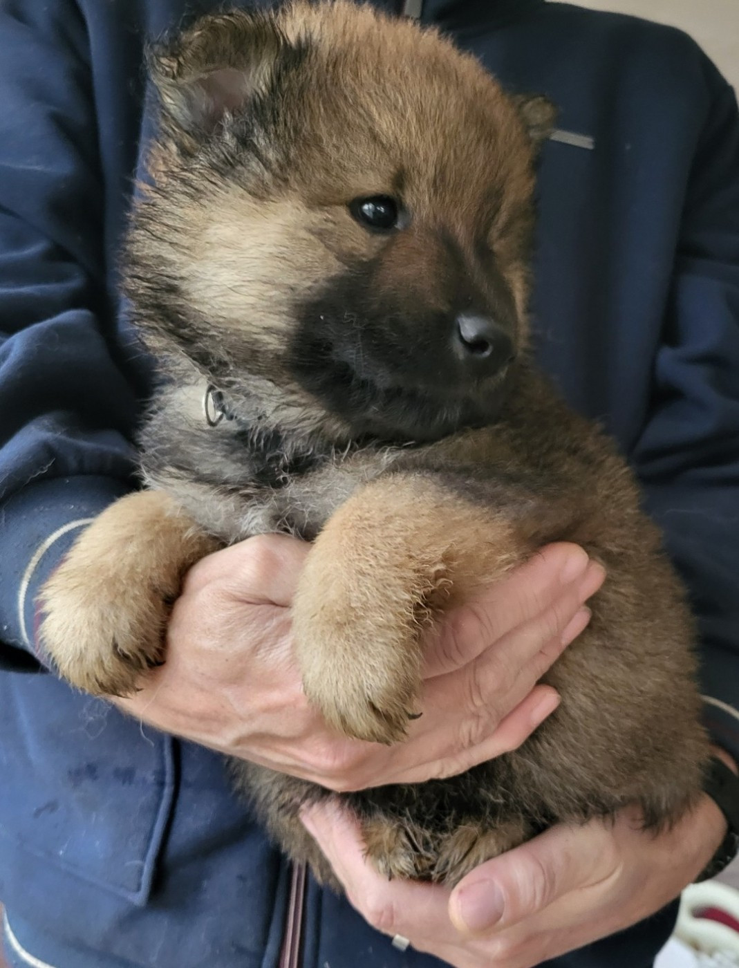 Du Domaine De Grande Esperance - Chiots disponibles - Eurasier