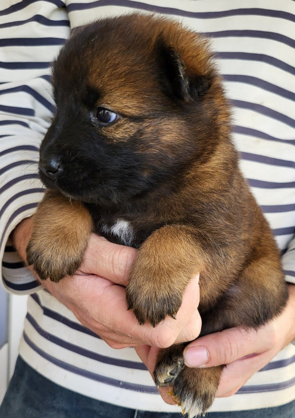 Du Domaine De Grande Esperance - Chiots disponibles - Eurasier