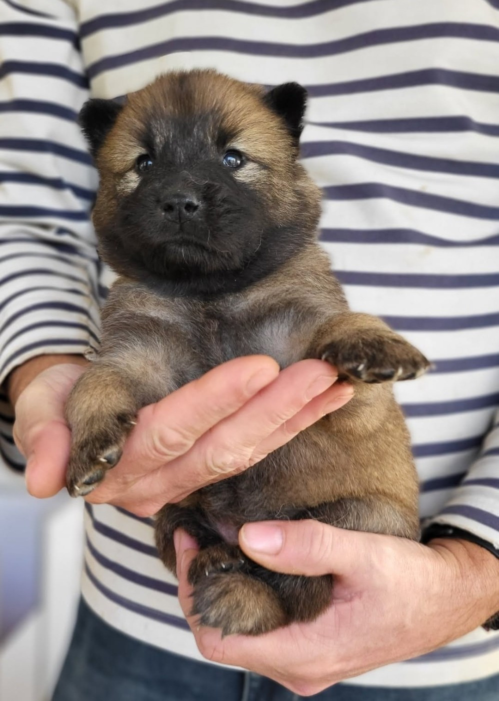Du Domaine De Grande Esperance - Chiots disponibles - Eurasier