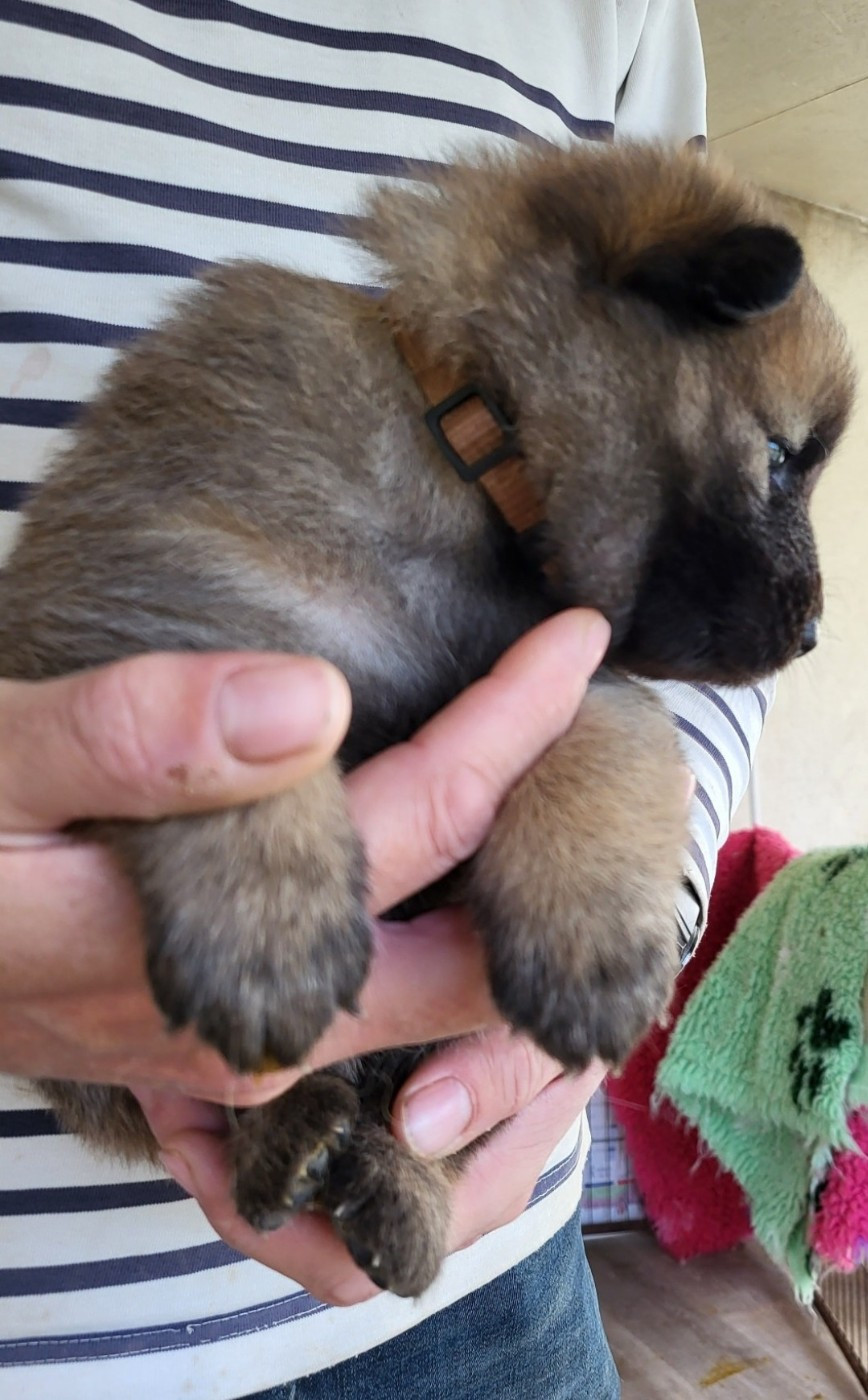 Du Domaine De Grande Esperance - Chiots disponibles - Eurasier