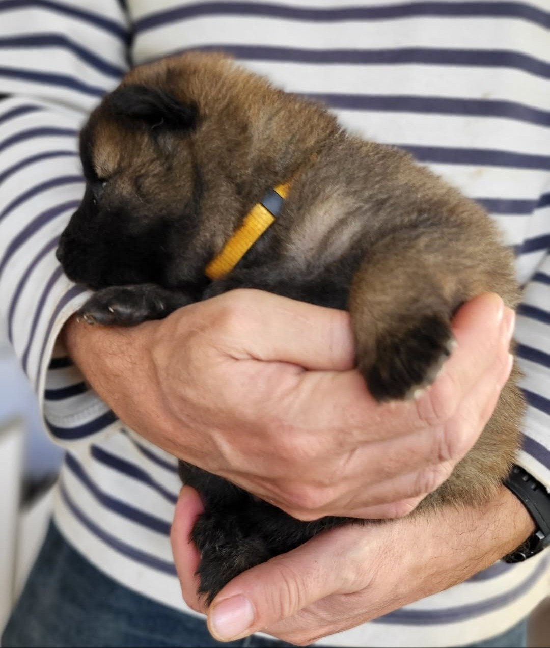 Du Domaine De Grande Esperance - Chiots disponibles - Eurasier