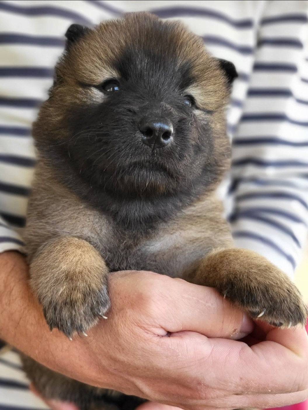 Du Domaine De Grande Esperance - Chiots disponibles - Eurasier