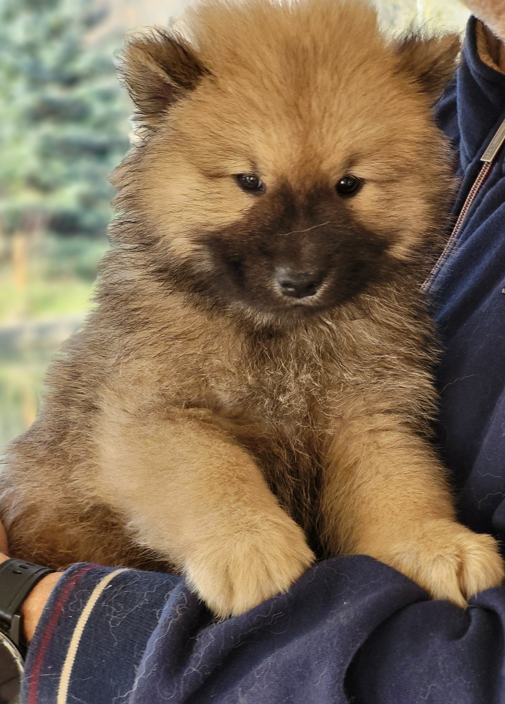 Du Domaine De Grande Esperance - Chiots disponibles - Eurasier