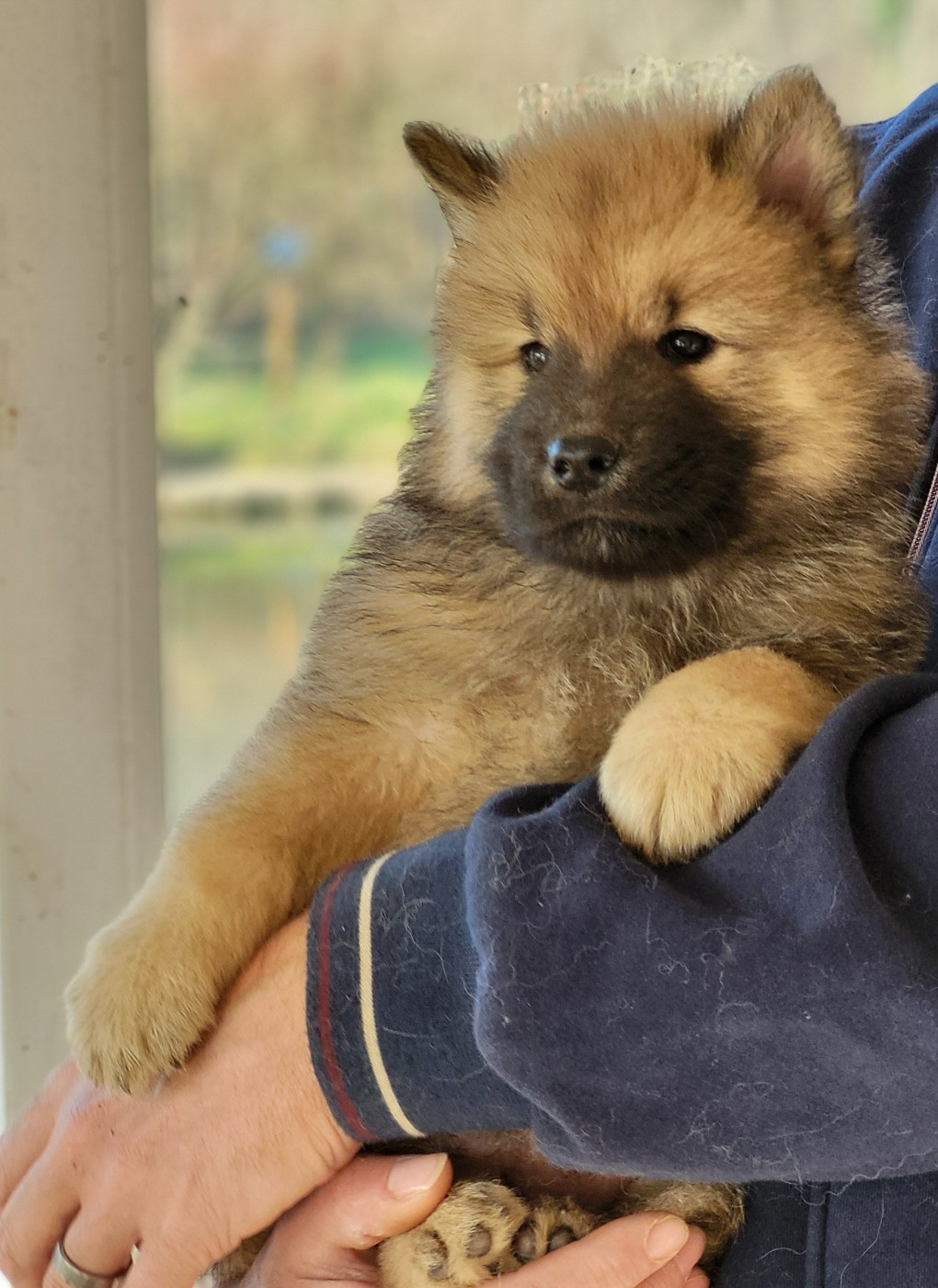 Du Domaine De Grande Esperance - Chiots disponibles - Eurasier