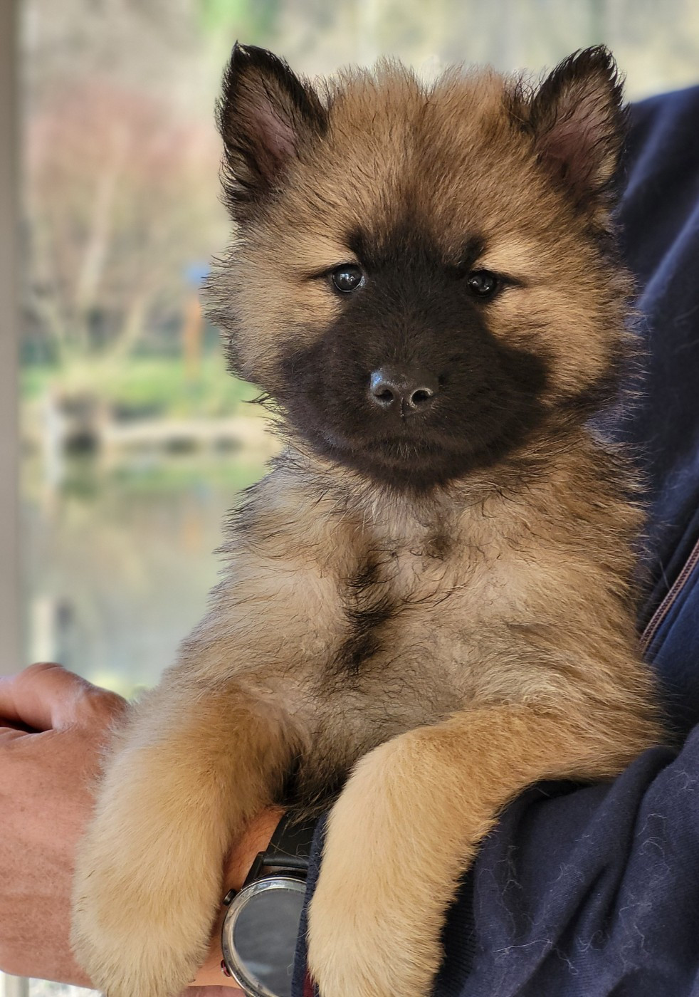 Du Domaine De Grande Esperance - Chiots disponibles - Eurasier