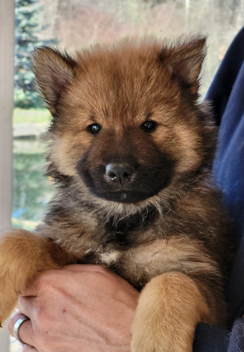 Du Domaine De Grande Esperance - Chiots disponibles - Eurasier