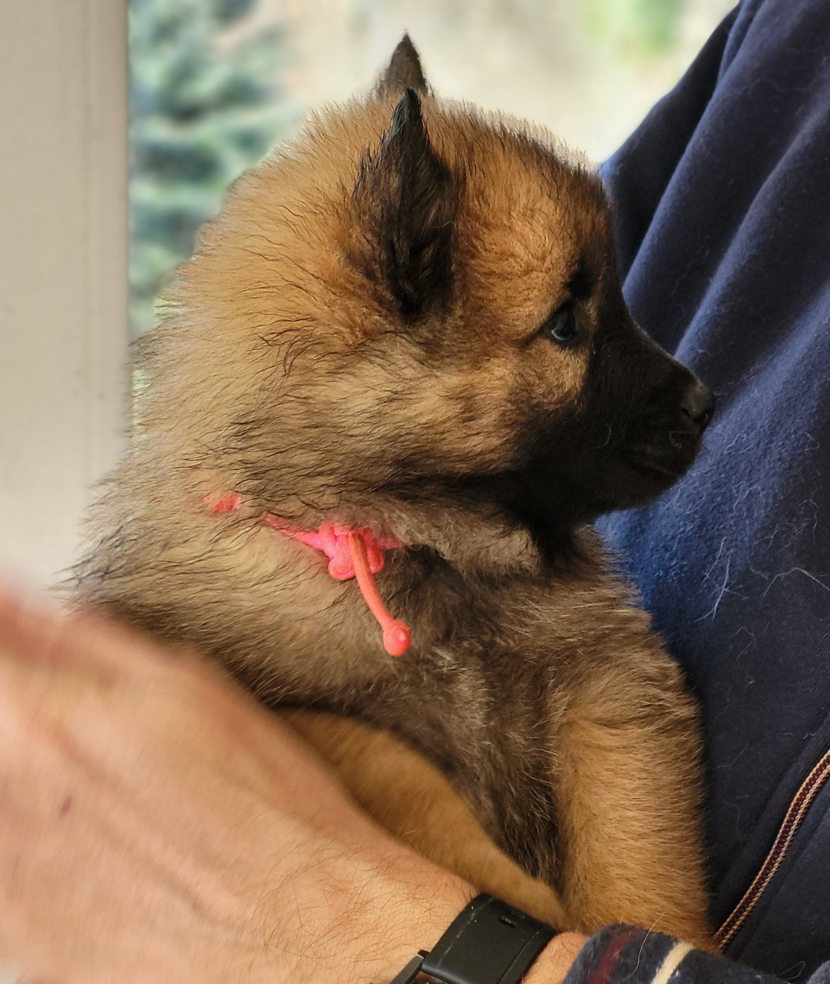 Du Domaine De Grande Esperance - Chiots disponibles - Eurasier