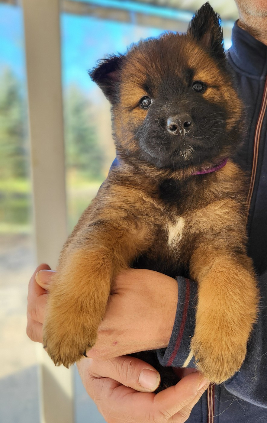 Du Domaine De Grande Esperance - Chiots disponibles - Eurasier