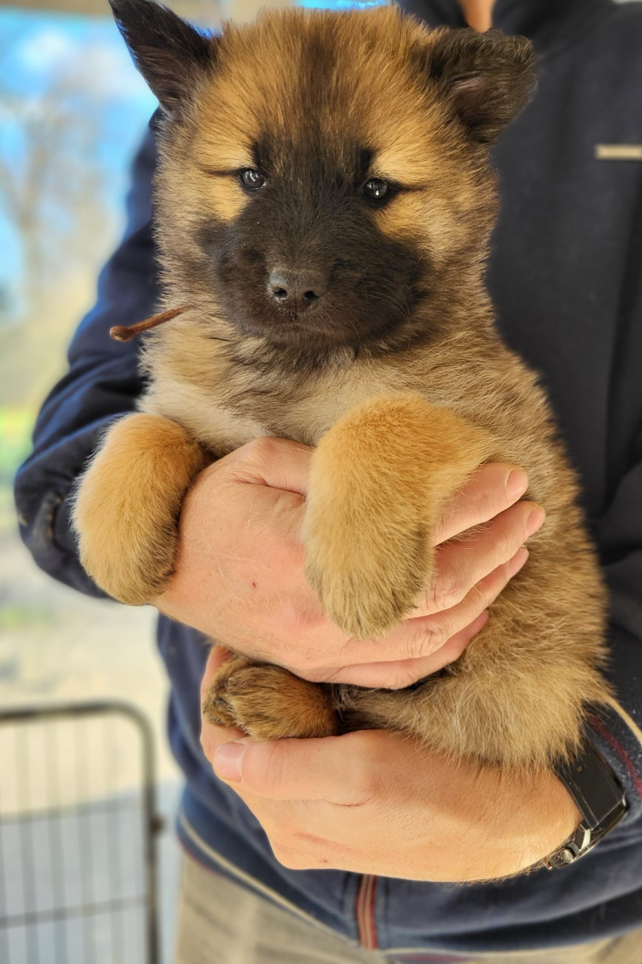 Du Domaine De Grande Esperance - Chiots disponibles - Eurasier