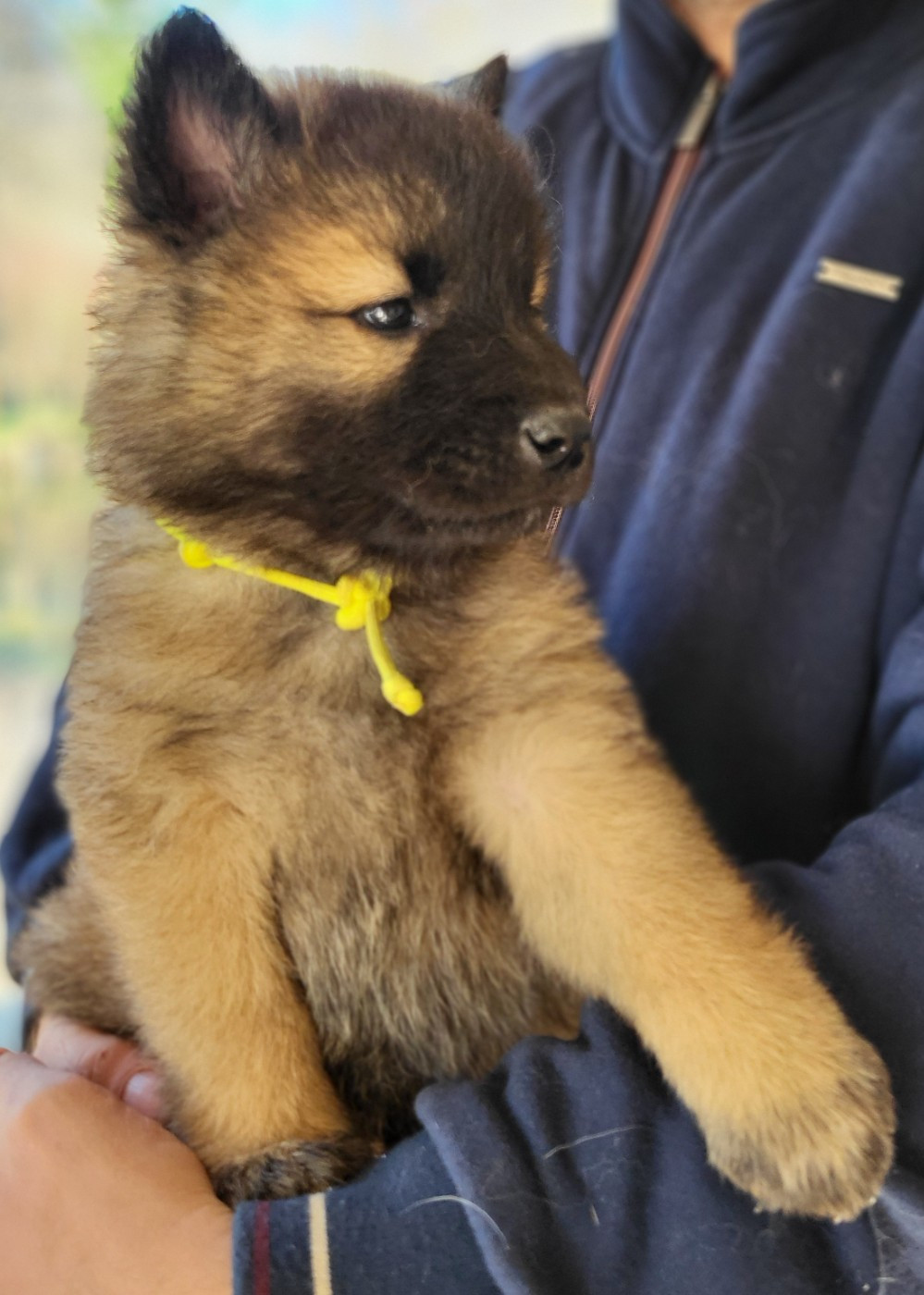 Du Domaine De Grande Esperance - Chiots disponibles - Eurasier
