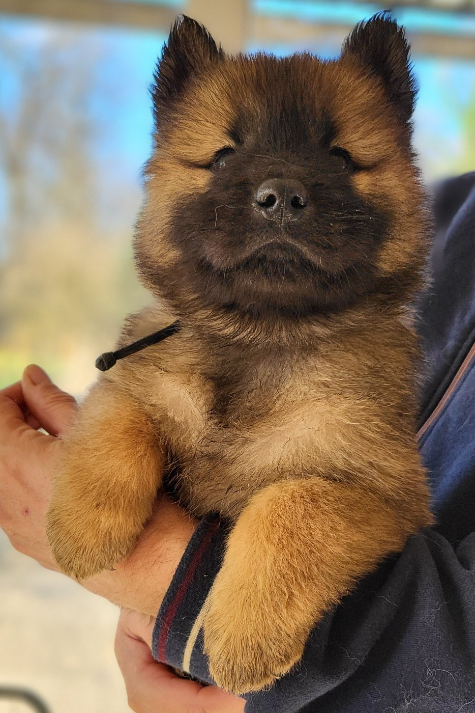 Du Domaine De Grande Esperance - Chiots disponibles - Eurasier
