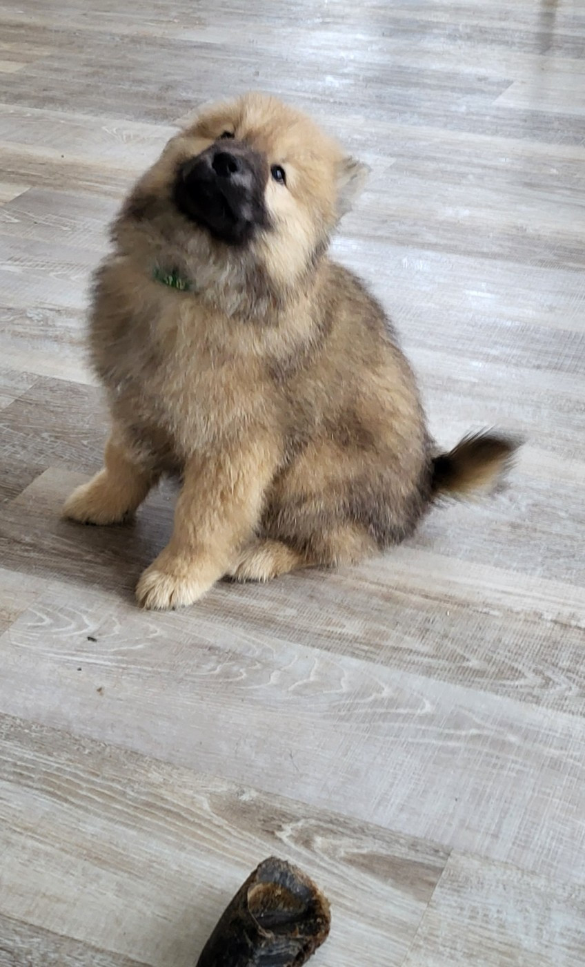 Du Domaine De Grande Esperance - Chiots disponibles - Eurasier