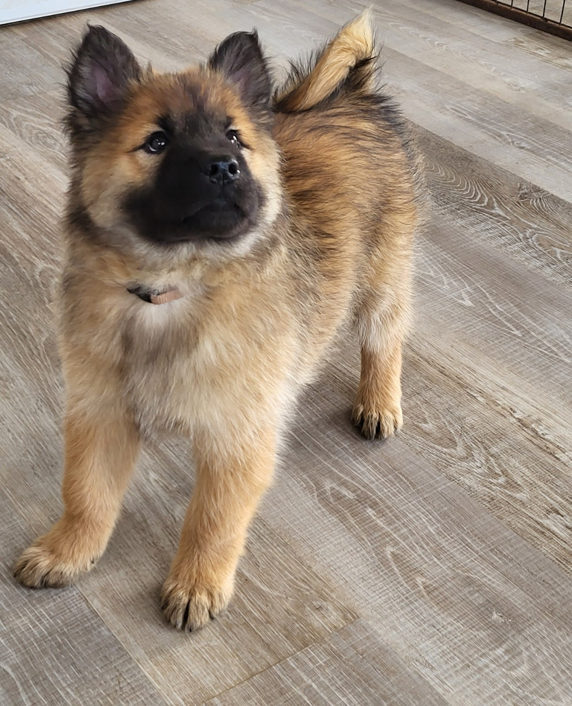 Du Domaine De Grande Esperance - Chiots disponibles - Eurasier