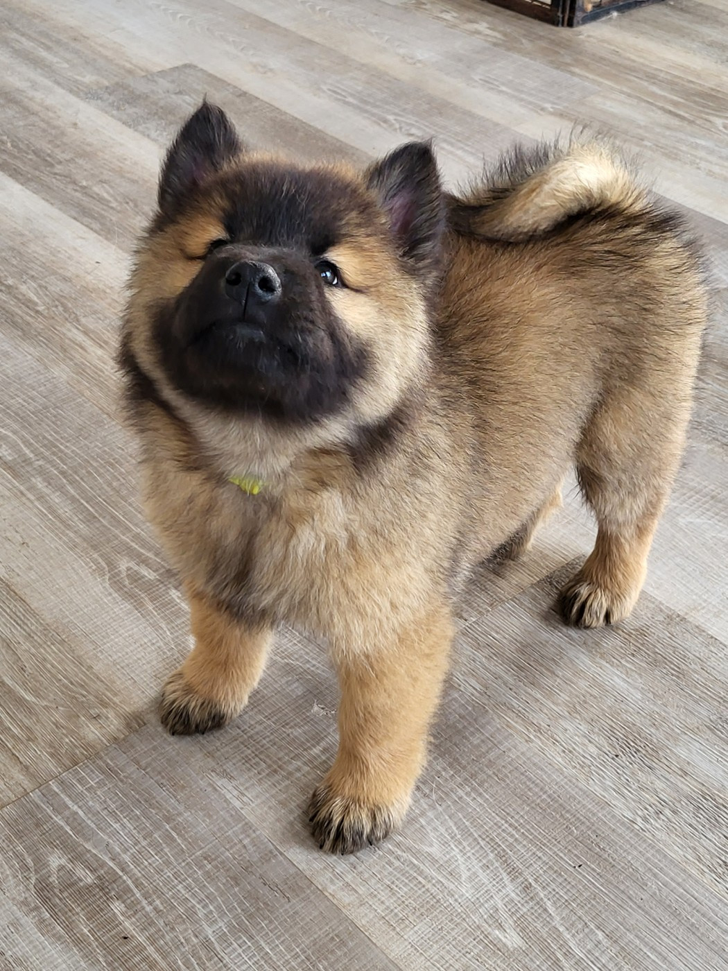 Du Domaine De Grande Esperance - Chiots disponibles - Eurasier
