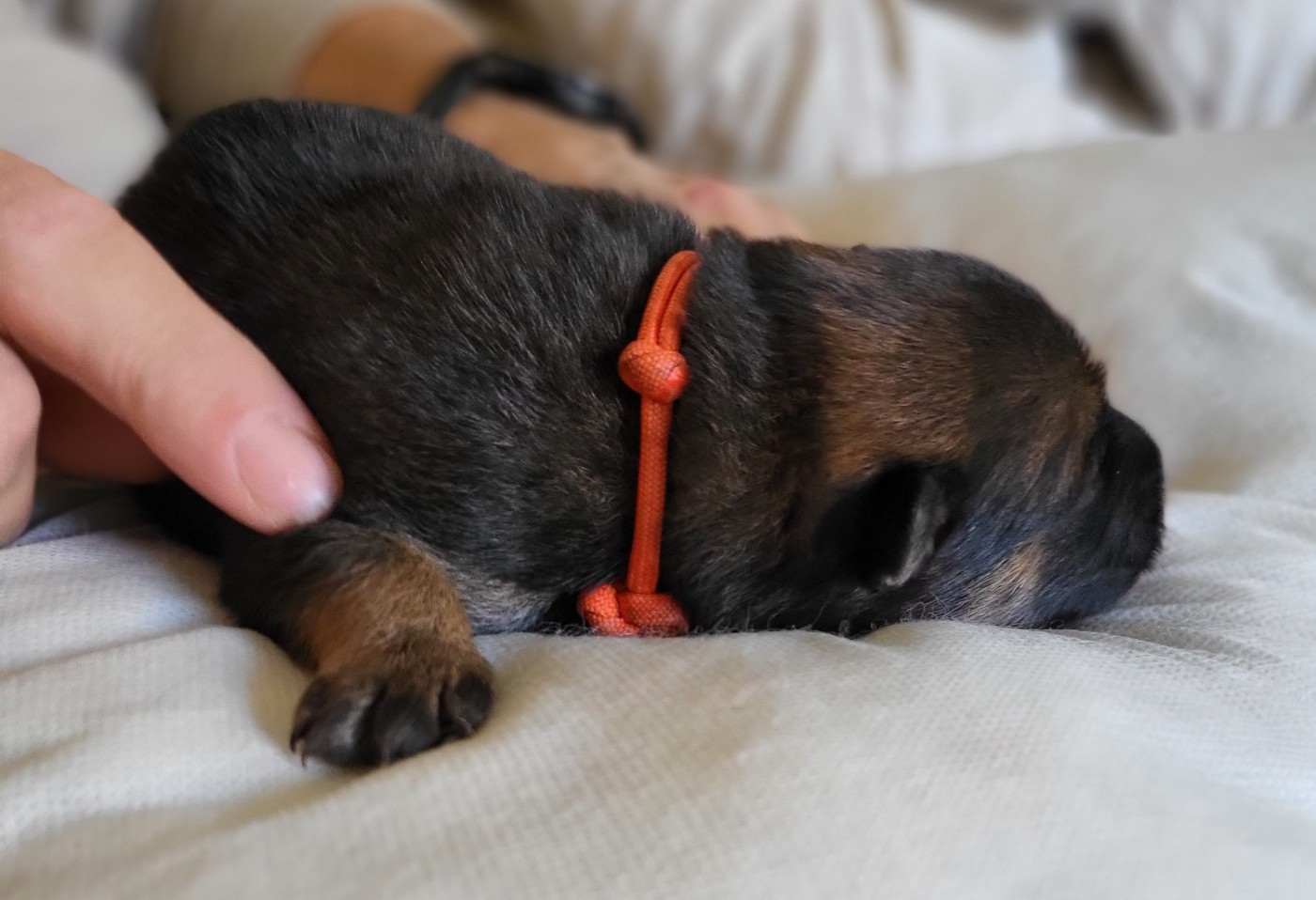 Du Domaine De Grande Esperance - Chiots disponibles - Eurasier