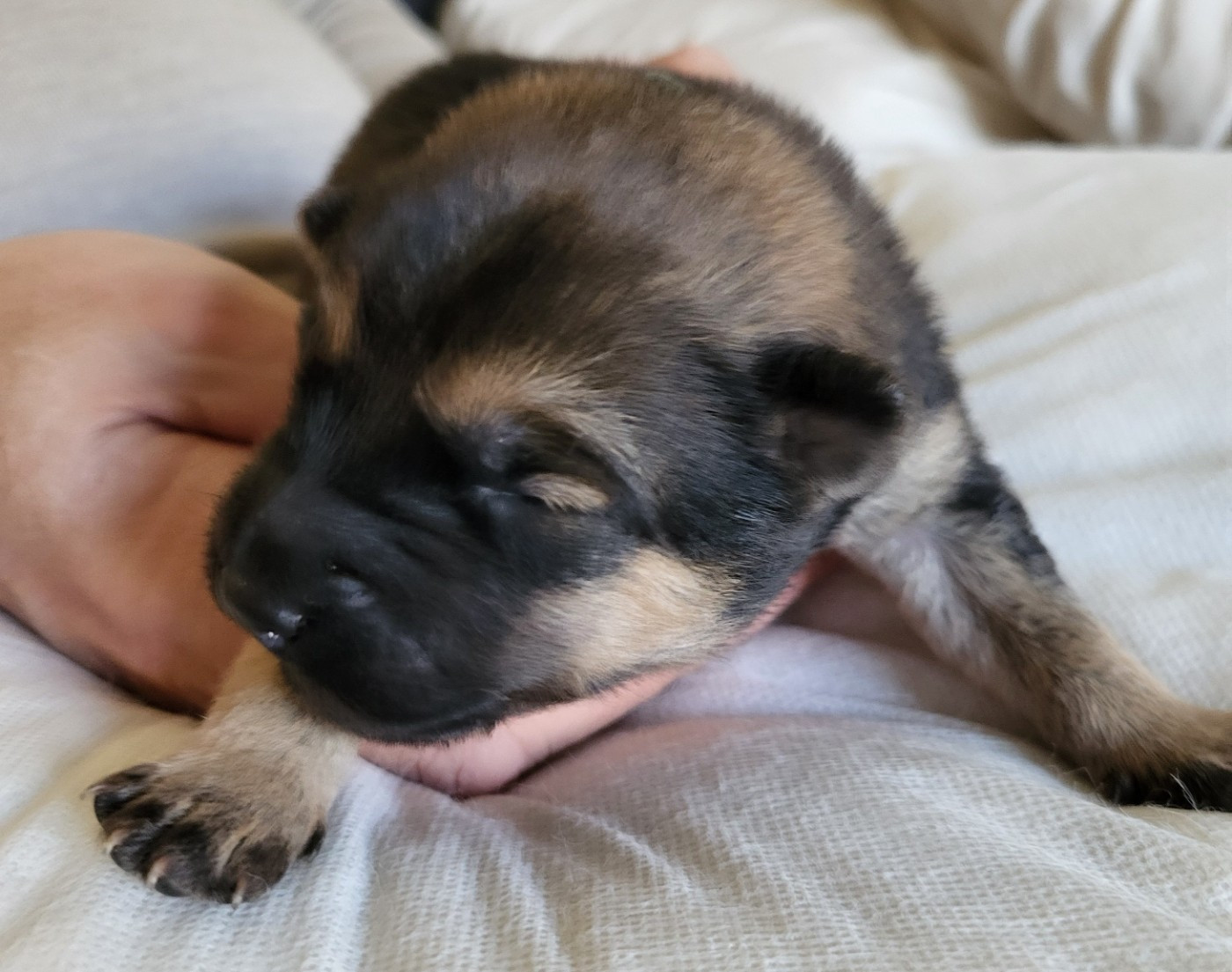 Du Domaine De Grande Esperance - Chiots disponibles - Eurasier