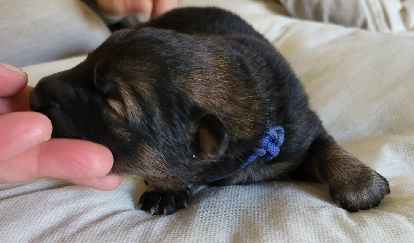 Du Domaine De Grande Esperance - Chiots disponibles - Eurasier